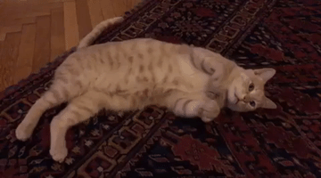 ninatatschl  GIF