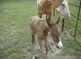 Tort  GIF