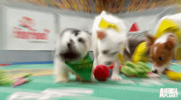 Dog Hair Flip GIF by Puppy Bowl