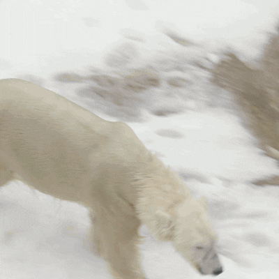 polar bear swim GIF by San Diego Zoo