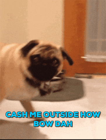 Dog Hello GIF by becky