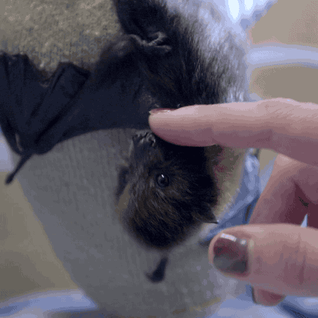 baby animals bat GIF by San Diego Zoo