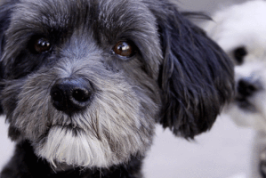natfinn puppy enzo puppylove superdog GIF