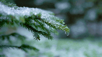 snow photography GIF by Living Stills