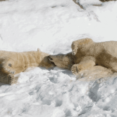 polar bear friends GIF by San Diego Zoo