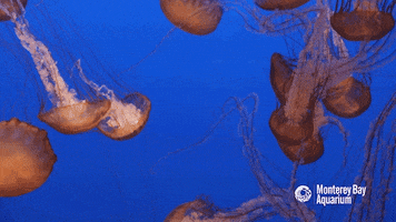 jellyfish burn GIF by Monterey Bay Aquarium