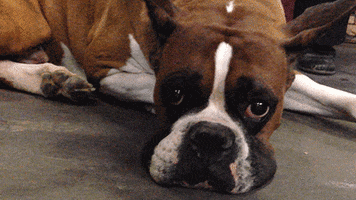 Tired Dog GIF by Westminster Kennel Club