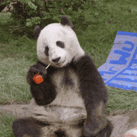 Panda Birthday Gifs Get The Best Gif On Giphy