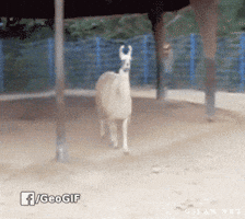 carlosrshow  GIF
