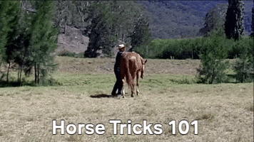 Horse Tricks 101 GIF