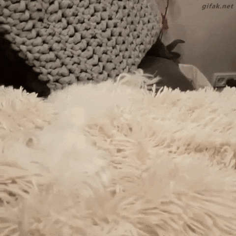 Video gif. A fluffy white blanket rests near cozy pillows. Out from under the blanket, a downy white dog pops his head up and looks straight ahead. Black text reads, "Hi".