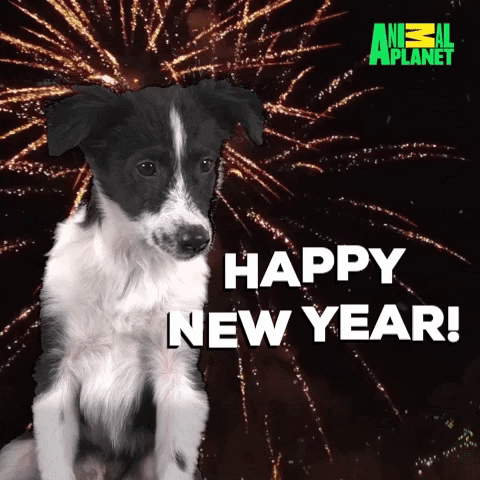 Video gif. Black and white puppy with floppy ears glances around. Superimposed fireworks explode in flashes of white and gold behind him. Text, "Happy New Year!"