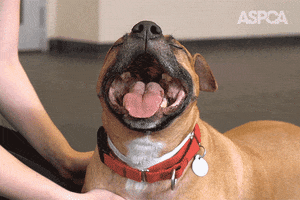 Dog Adopt GIF by ASPCA