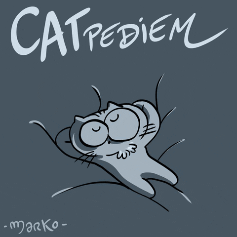 cat carpe diem GIF by marko