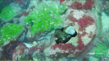 cheller  GIF