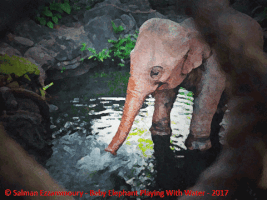 salmanezzammoury  GIF