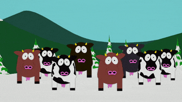 confused cows GIF by South Park 