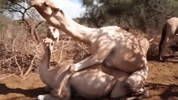 ynjlywtmyxn0x2zvcl9jagftcglvbnnad2vilmrl  GIF