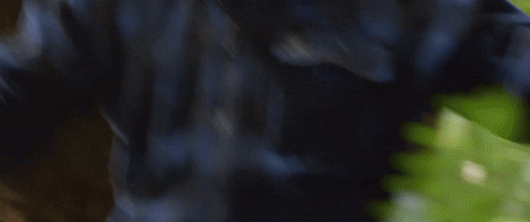 hunt for the wilderpeople