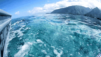 potti  GIF