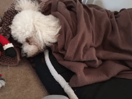 emily8  GIF