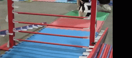 anomaly3 smart bunneh GIF