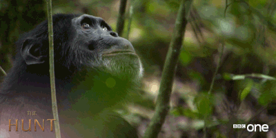 bbc one monkey GIF by BBC