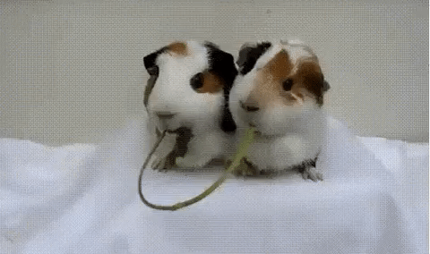 Guinea Pigs Kiss GIF - Find & Share on GIPHY
