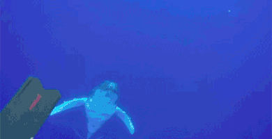 ctrexpope diving underwater whale humpback whale GIF