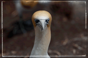 davesimpson new zealand auckland gannet at muriwai GIF