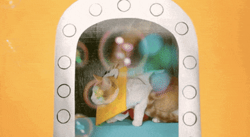 cat GIF by SpongeBob SquarePants