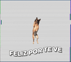 lidi  GIF