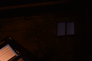 Isidora sapa GIF