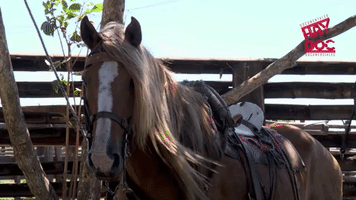 haydoc caballo documental llano haydocumentales GIF