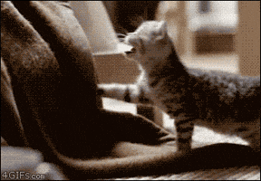 Ghassan  GIF