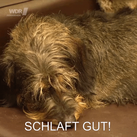 tired dog GIF by Koelner_Treff