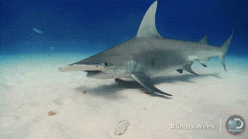 excuse me what GIF by Shark Week