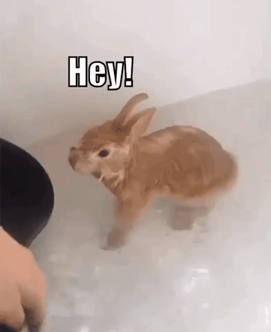 coolgifs1992 funny cute funny video funny rabbit GIF