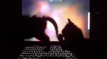 Fight Cat GIF by Chris