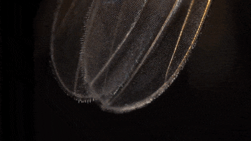 fruit fly bugs GIF by PBS Digital Studios