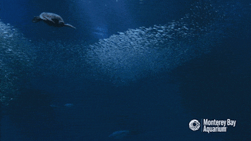 sea turtle swimming GIF by Monterey Bay Aquarium