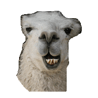 smiling llama gif