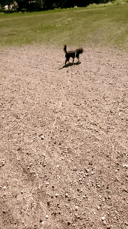 heidiheiduskajakarlsson summer dogs GIF