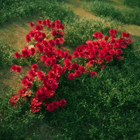 Flowers Typography GIF by alessiodevecchi