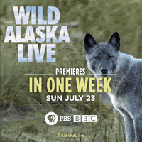 grey wolf GIF by PBS