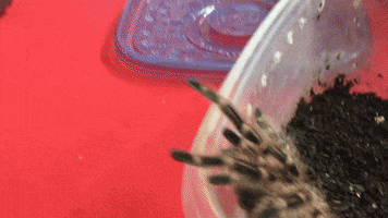 city of science spider GIF by World Science Festival