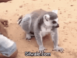 GIF by Silwale