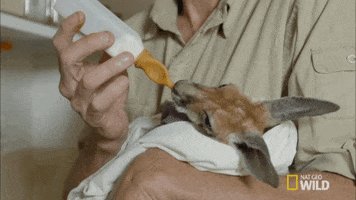 baby kangaroo GIF by Nat Geo Wild 