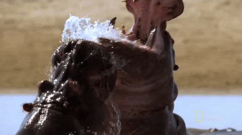 喧嘩 今日のgif 喧嘩 今日のgif