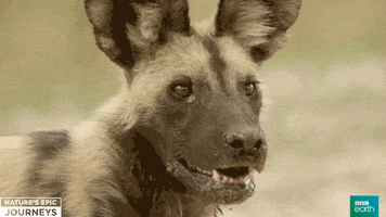 wild dog africa GIF by BBC Earth